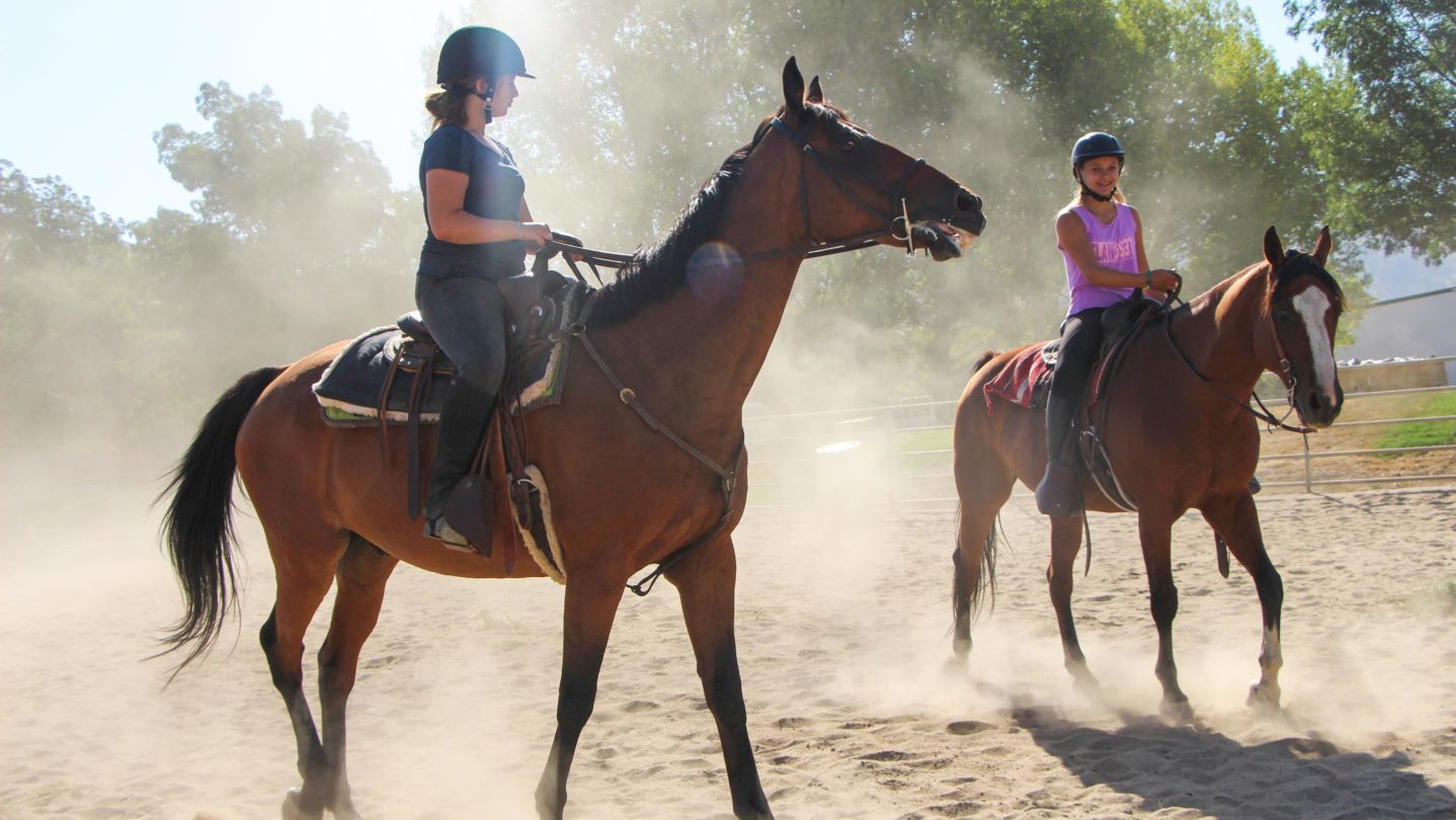 Horses having fun in the summer